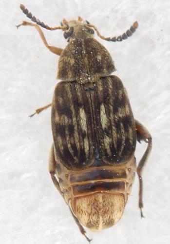 Acanthoscelides obtectus